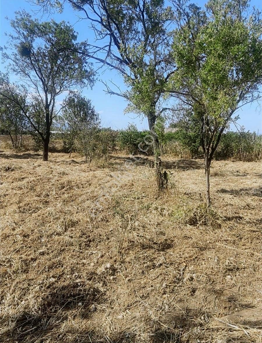 Kemalpaşa Ören Şerbetci Sokak 3111m2 Tek Tapu Bahçe ! - Görsel 13