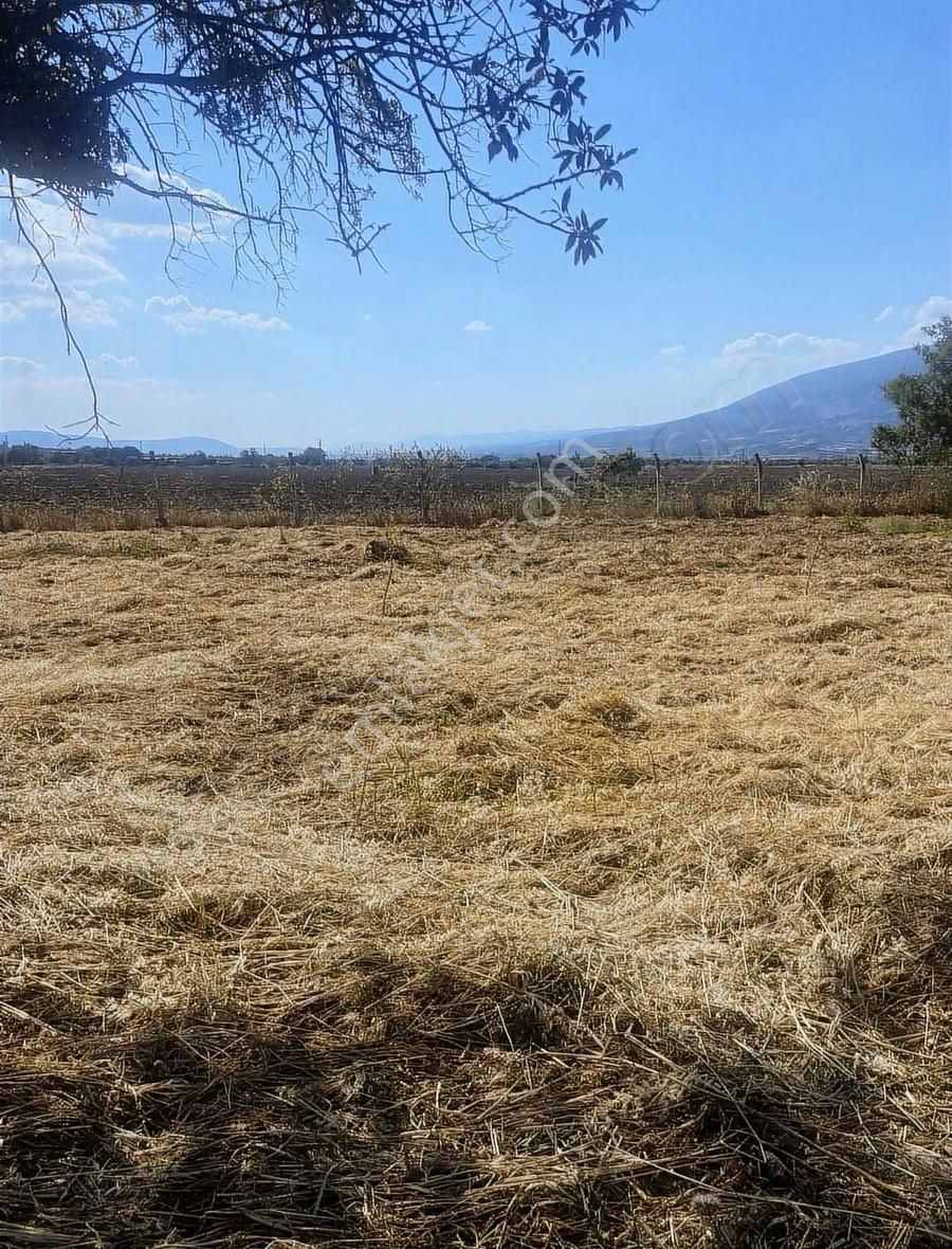 Kemalpaşa Ören Şerbetci Sokak 3111m2 Tek Tapu Bahçe ! - Görsel 9