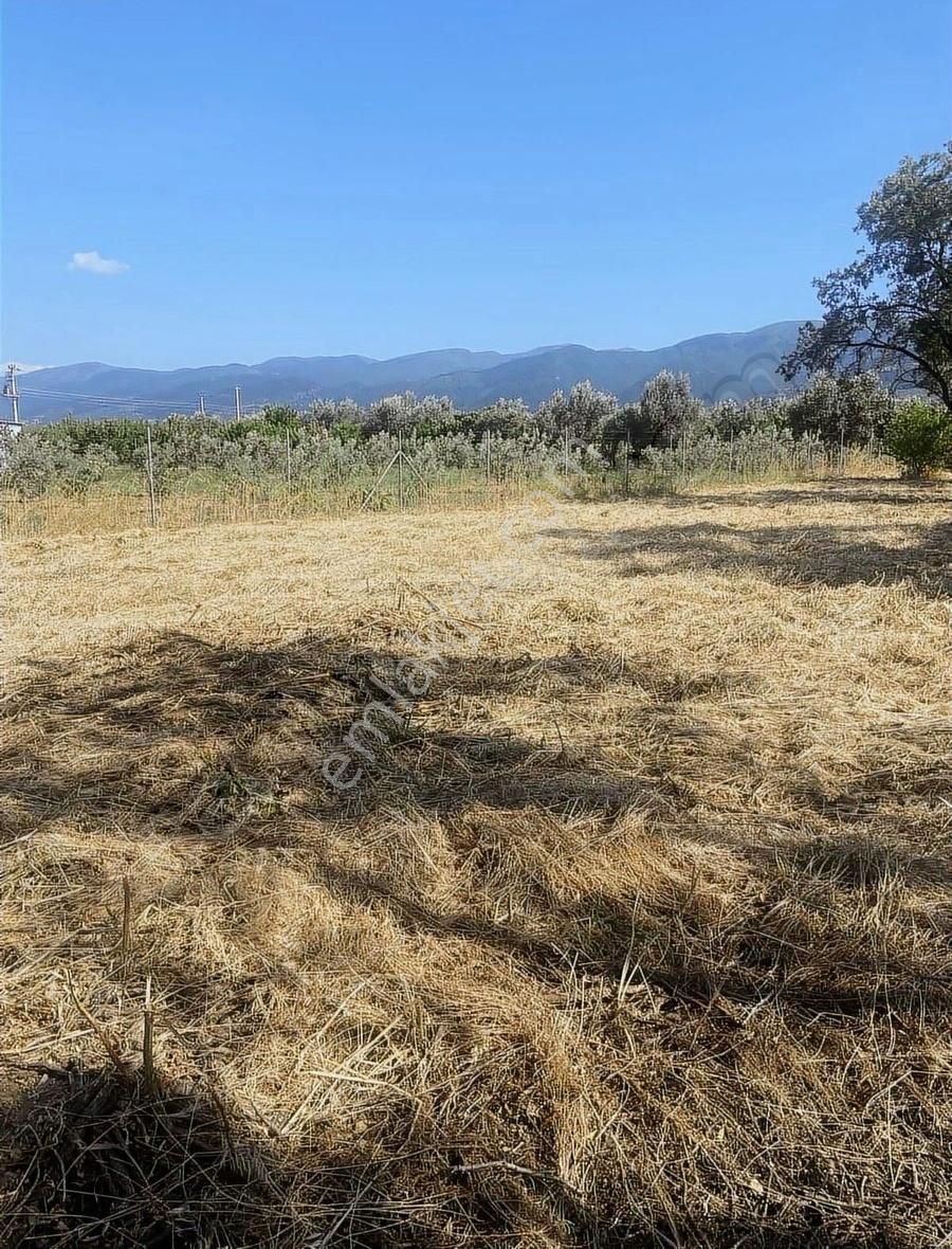 Kemalpaşa Ören Şerbetci Sokak 3111m2 Tek Tapu Bahçe ! - Görsel 6
