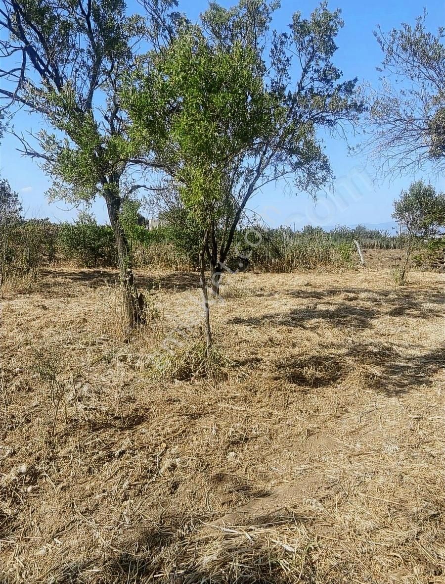 Kemalpaşa Ören Şerbetci Sokak 3111m2 Tek Tapu Bahçe ! - Görsel 10