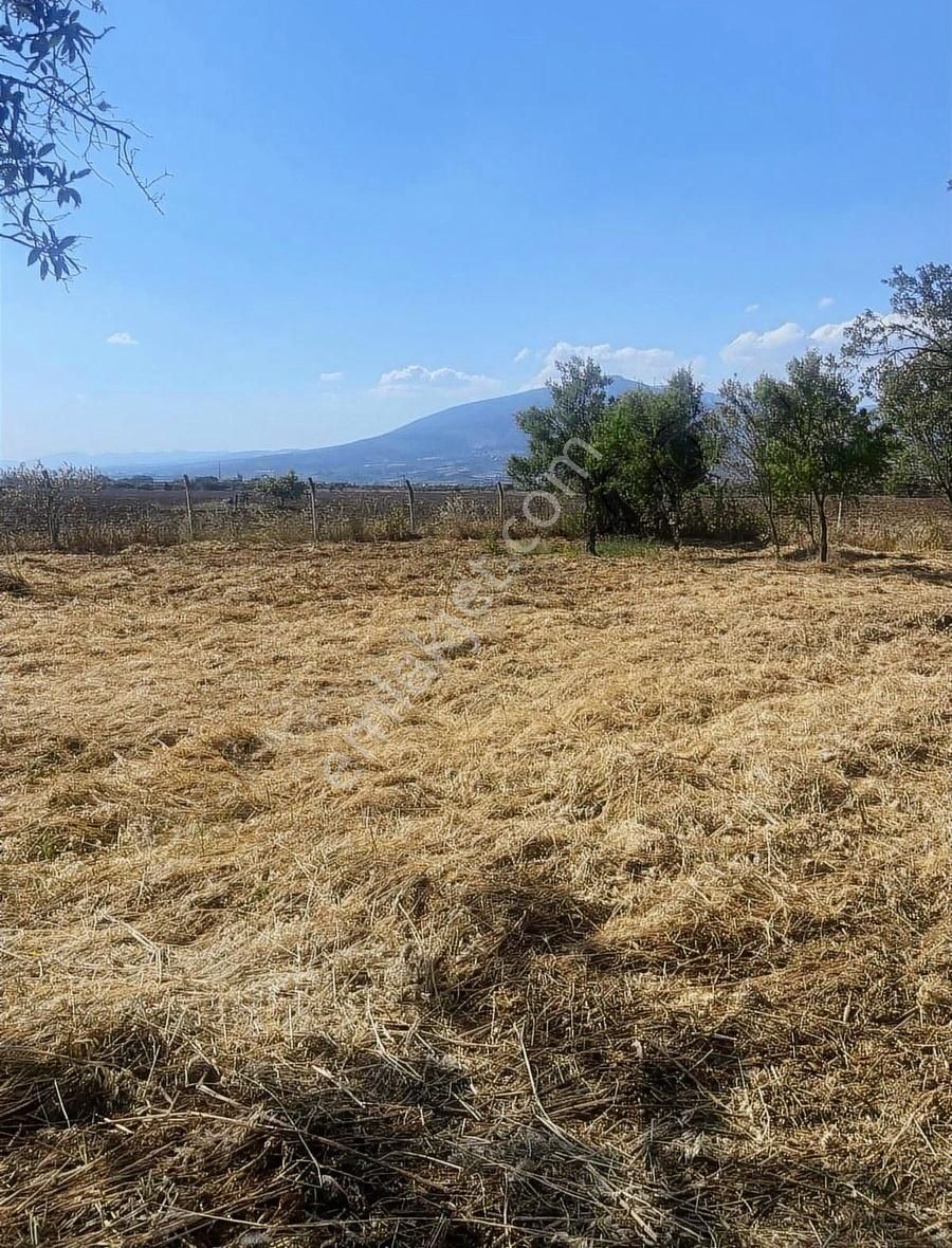 Kemalpaşa Ören Şerbetci Sokak 3111m2 Tek Tapu Bahçe ! - Görsel 19