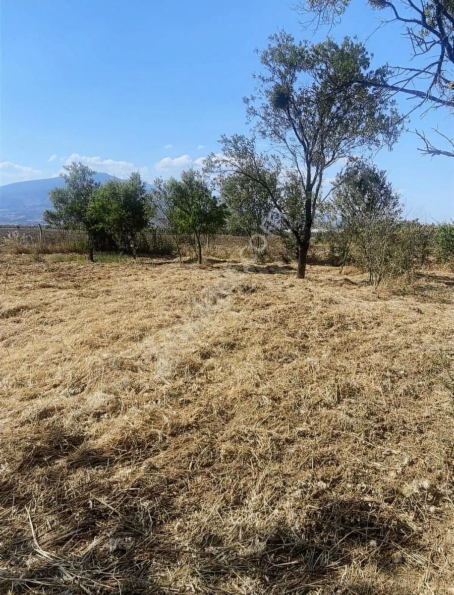 Kemalpaşa Ören Şerbetci Sokak 3111m2 Tek Tapu Bahçe ! - Görsel 15