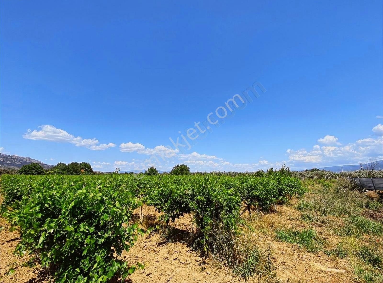 Aşağı Kızılca'da Kelepir Fiyata 4,600 M2 Direkli Üzüm Tarlası - Görsel 2