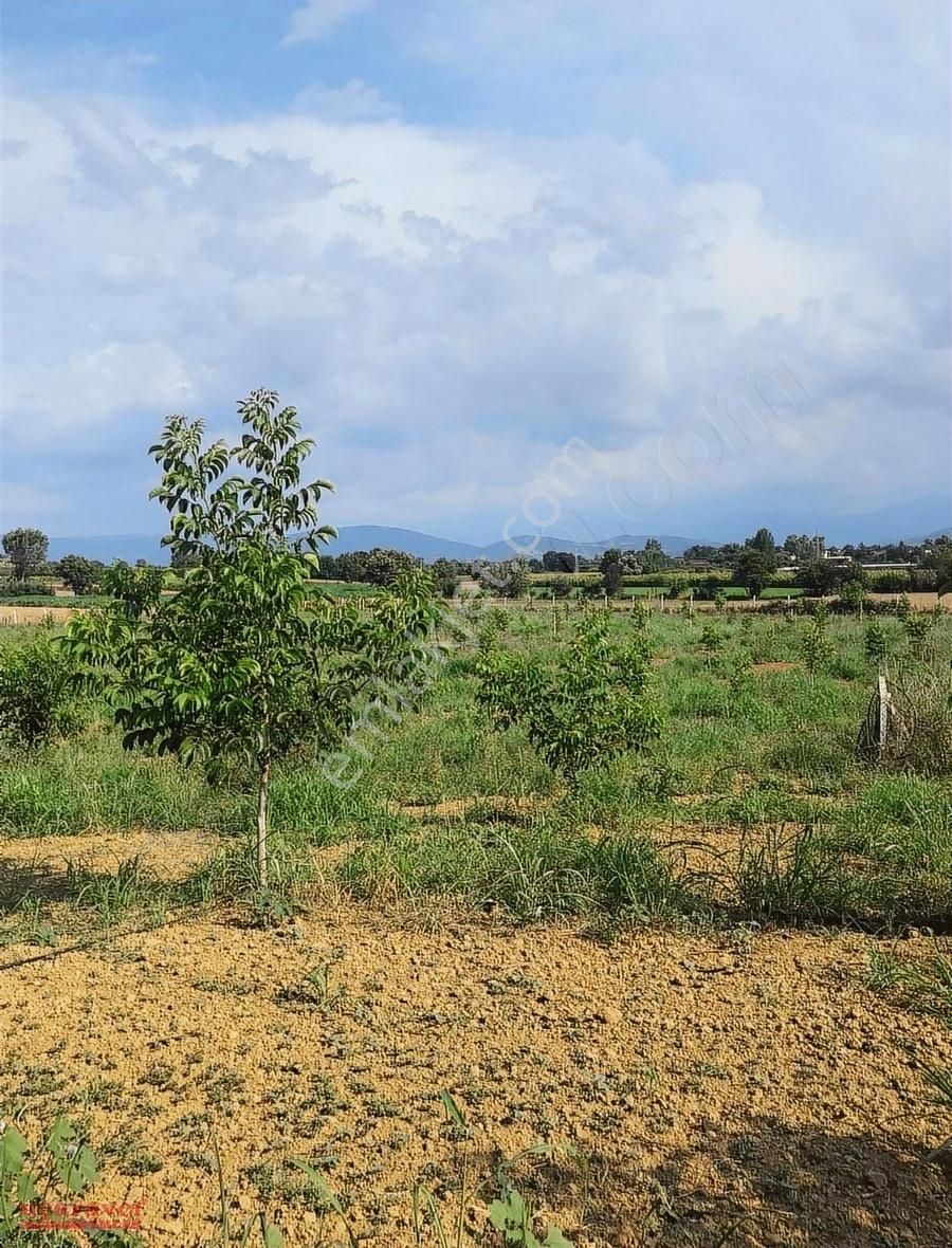 Uçaravcı'dan Kulaca'da Köye 500m 13.000m² Satılık Ceviz Bahçesi