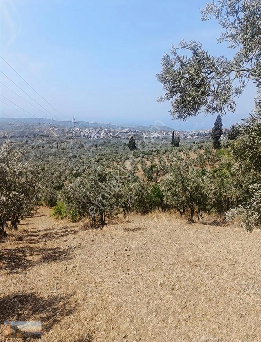 Alpaslan Emlaktan 2917m2 Körfez Manzaralı Zeytinlik