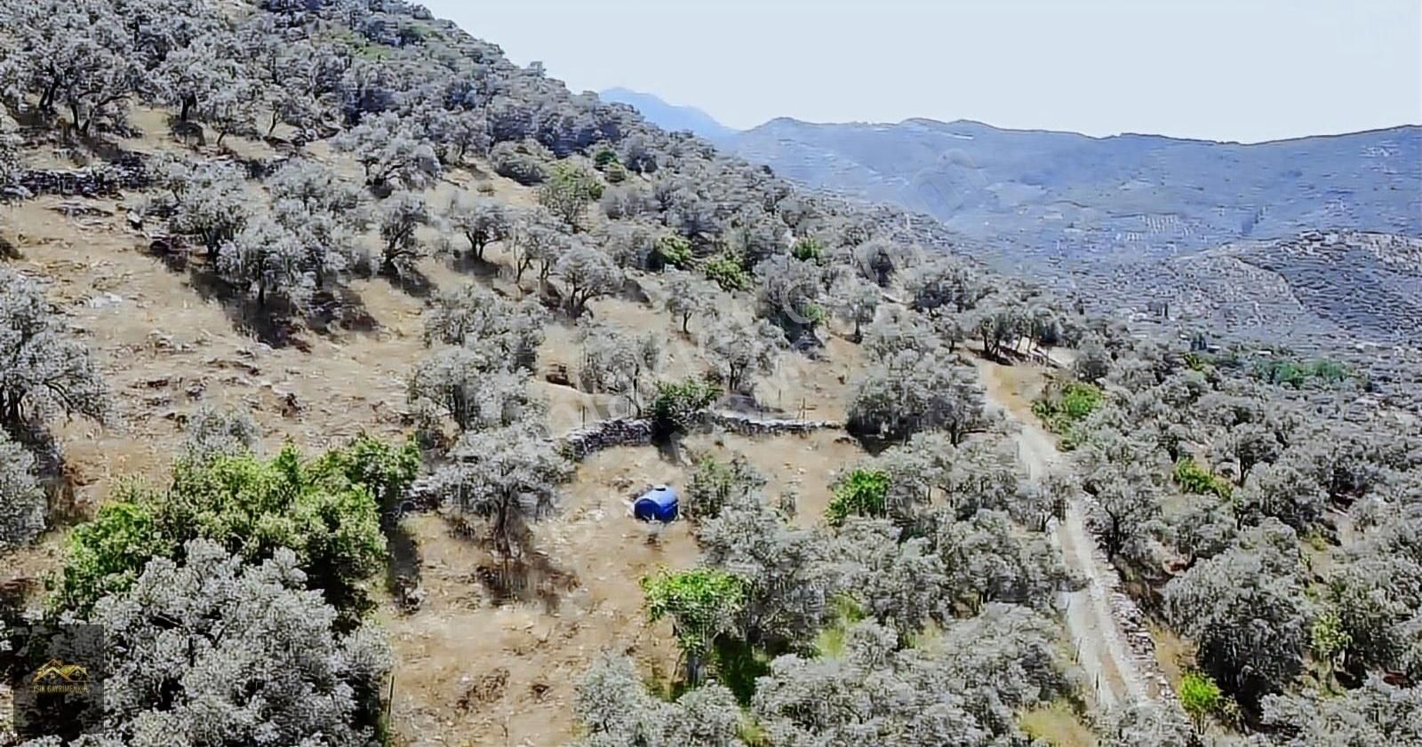 Işık Gayrimenkul'den Satılık Akçaşehir Köyünde Zeytinlik