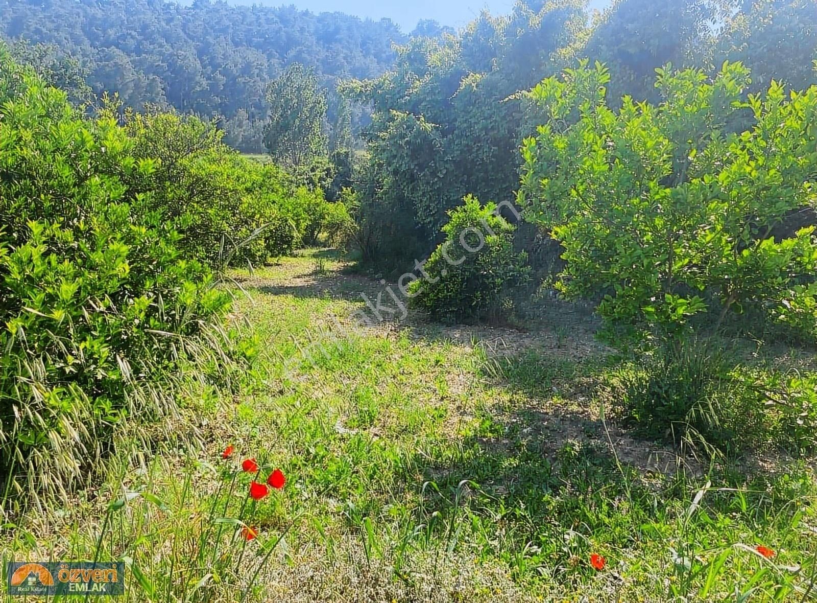 Ant Aksu Yeşilkaraman,da 1706m Satılık Portakal Bahcesi