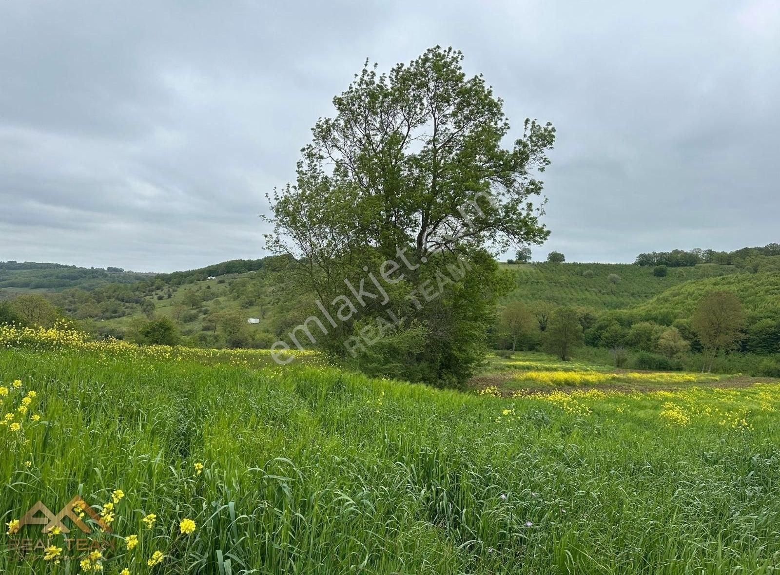 Yatırımlık Kupon Tarla - Görsel 3