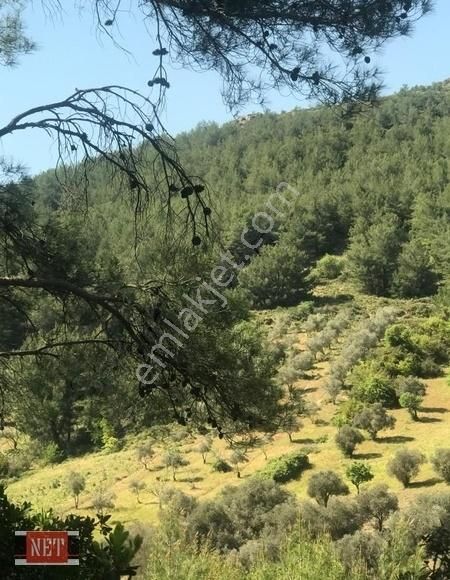Dam Yapmaya Hayvan Beslemeye Müsait Binek Araçla Ulasilan, - Görsel 3