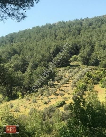 Dam Yapmaya Hayvan Beslemeye Müsait Binek Araçla Ulasilan, - Görsel 2