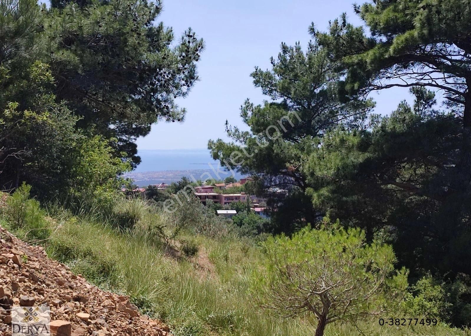 Derya Gayrimenkul'den Ortaoba'da Deniz Manzaralı 5300m2 Köye 300metre Mesafede Satılık Zeytinlik
