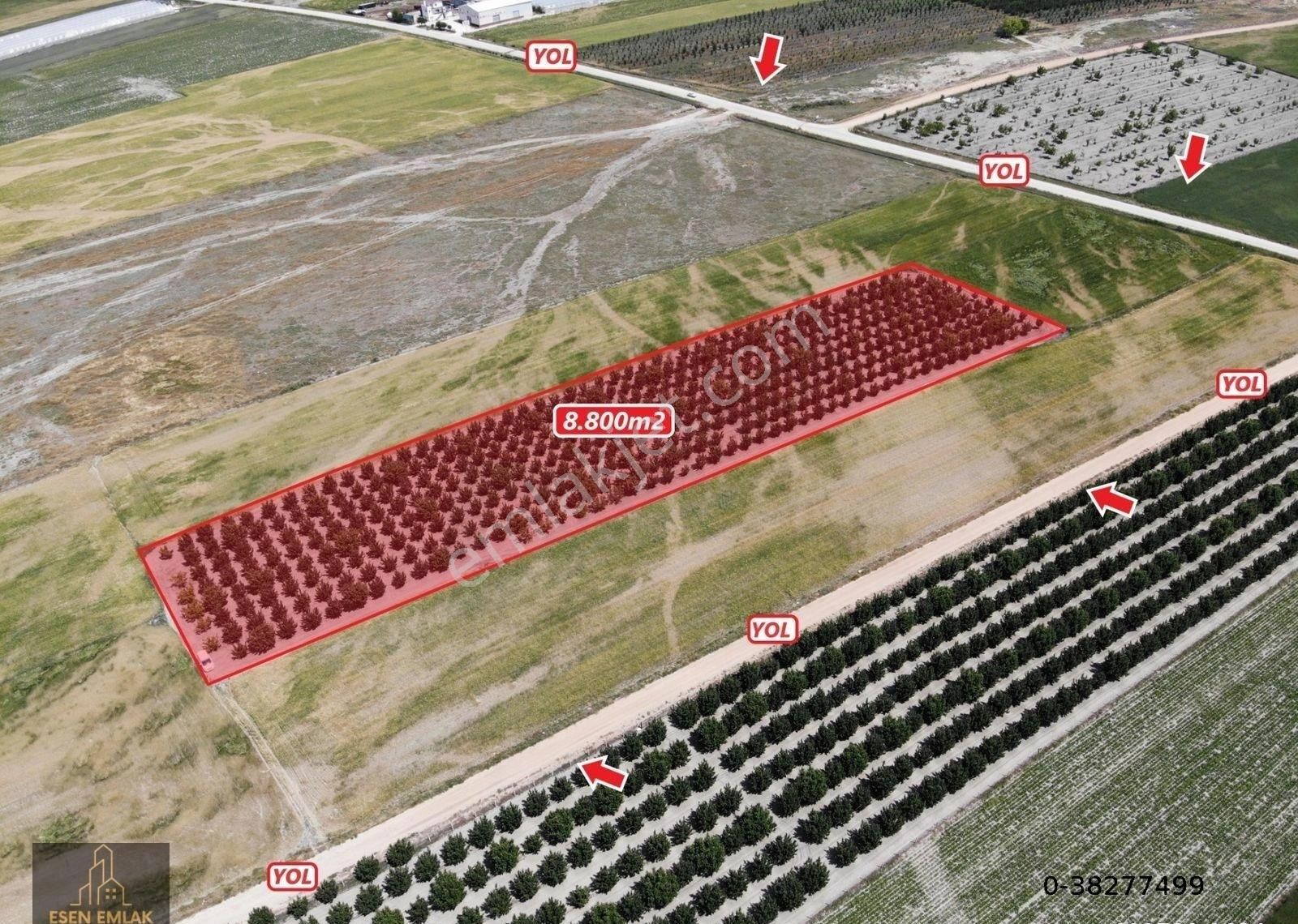 Antalya Elmalı Tavullar Mahallesinde 8.800m2 Yetişkin Satılık Elma Bahçesi - Görsel 6