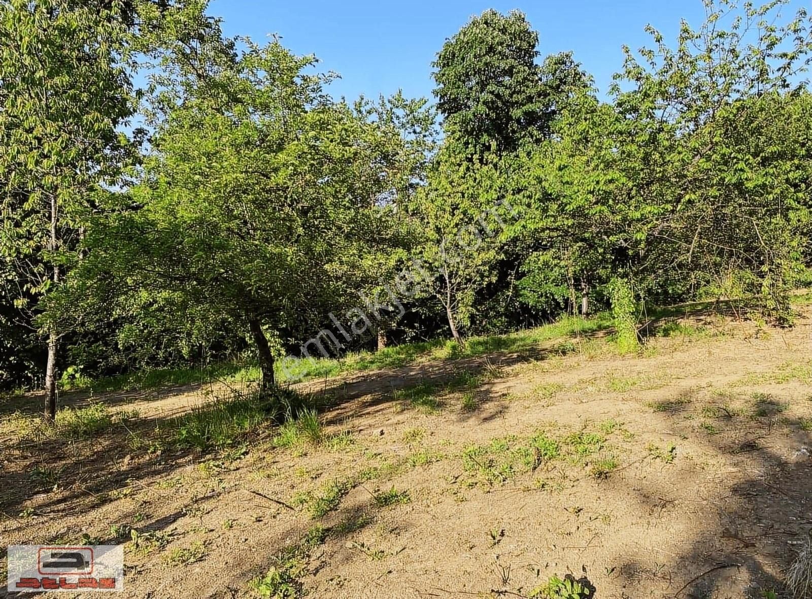Atlas Emlak Kartepe Balaban Köyü Satılık Tarla