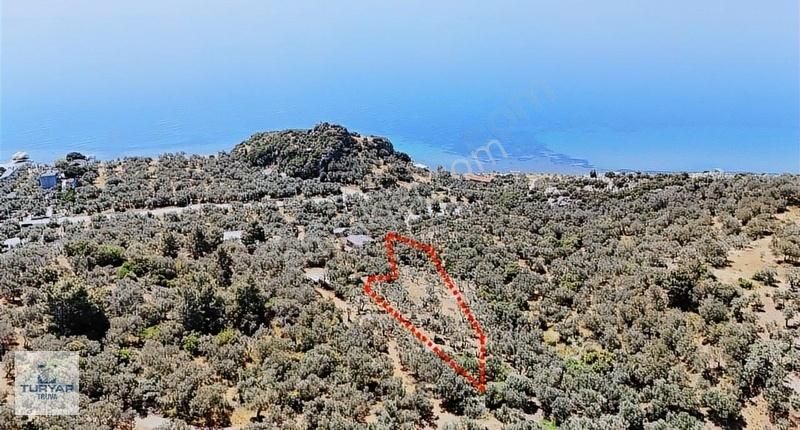 Ayvacık Kozlu'da Satılık Panoramik Deniz Manzaralı Zeytinlik