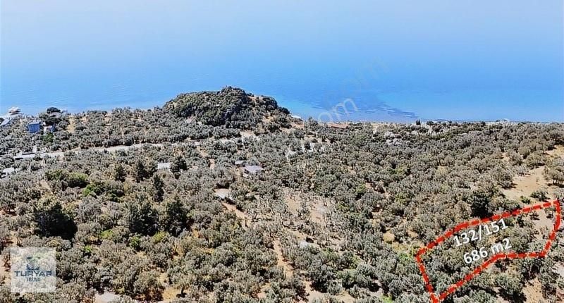 Ayvacık Kozlu Köyü'nde Satılık Deniz Manzaralı Zeytinlik