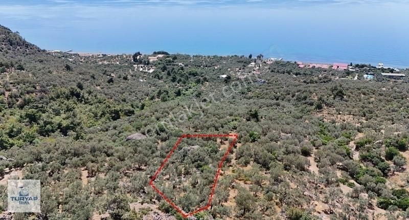 Ayvacık Sazlı'da Panoramik Deniz Manzaralı Zeytinlik
