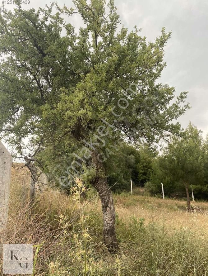 Karacadan Menderes Çatalcada Satılık 2 Adet 502 M2 Tek Tapu Tarla - Görsel 8