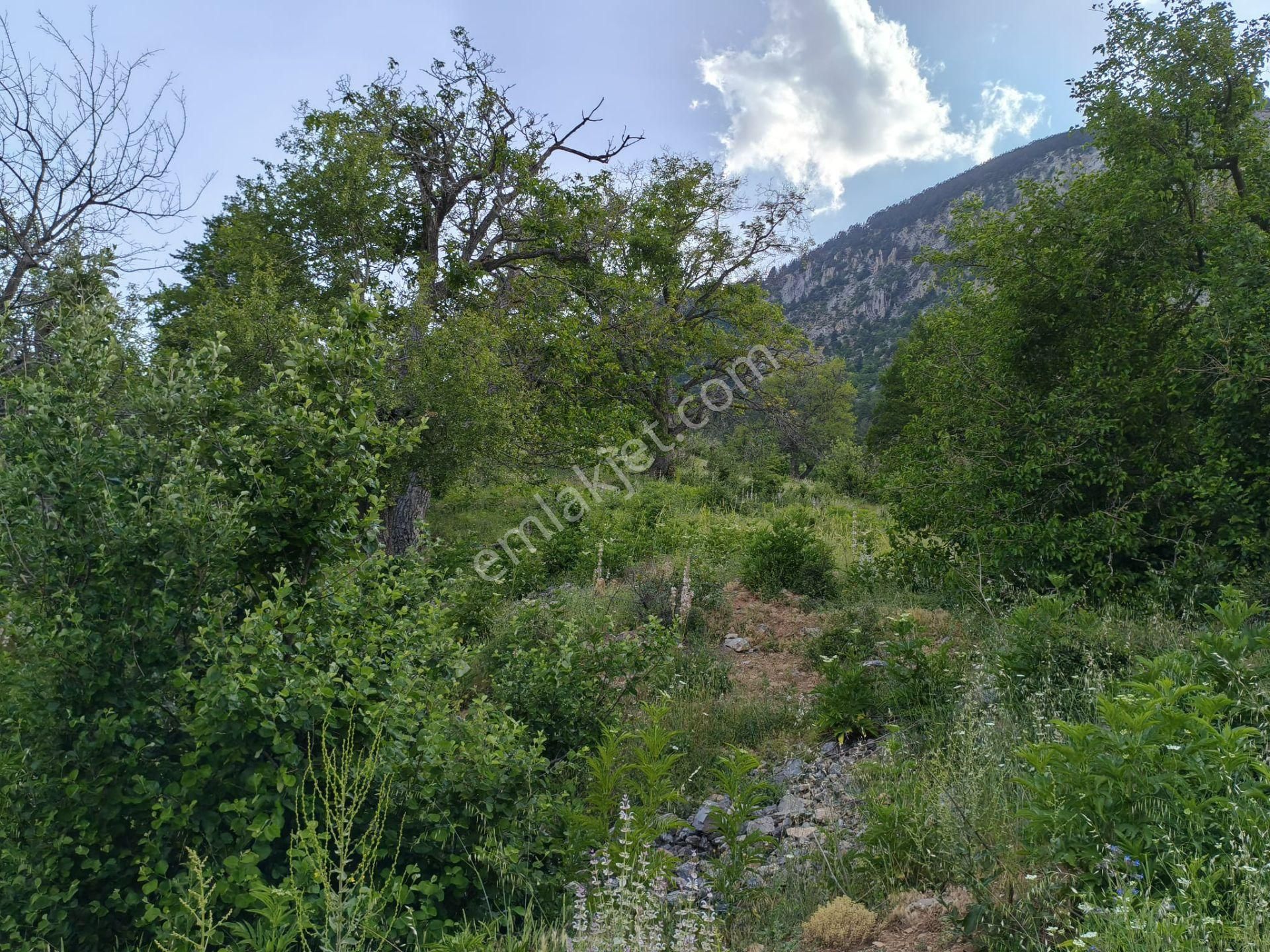 Pozantı Kar Emlaktan Akçatekir Giriş Yolunda Doğa Manzaralı 230 M2 Satılık Yaylalık Arsa - Görsel 2