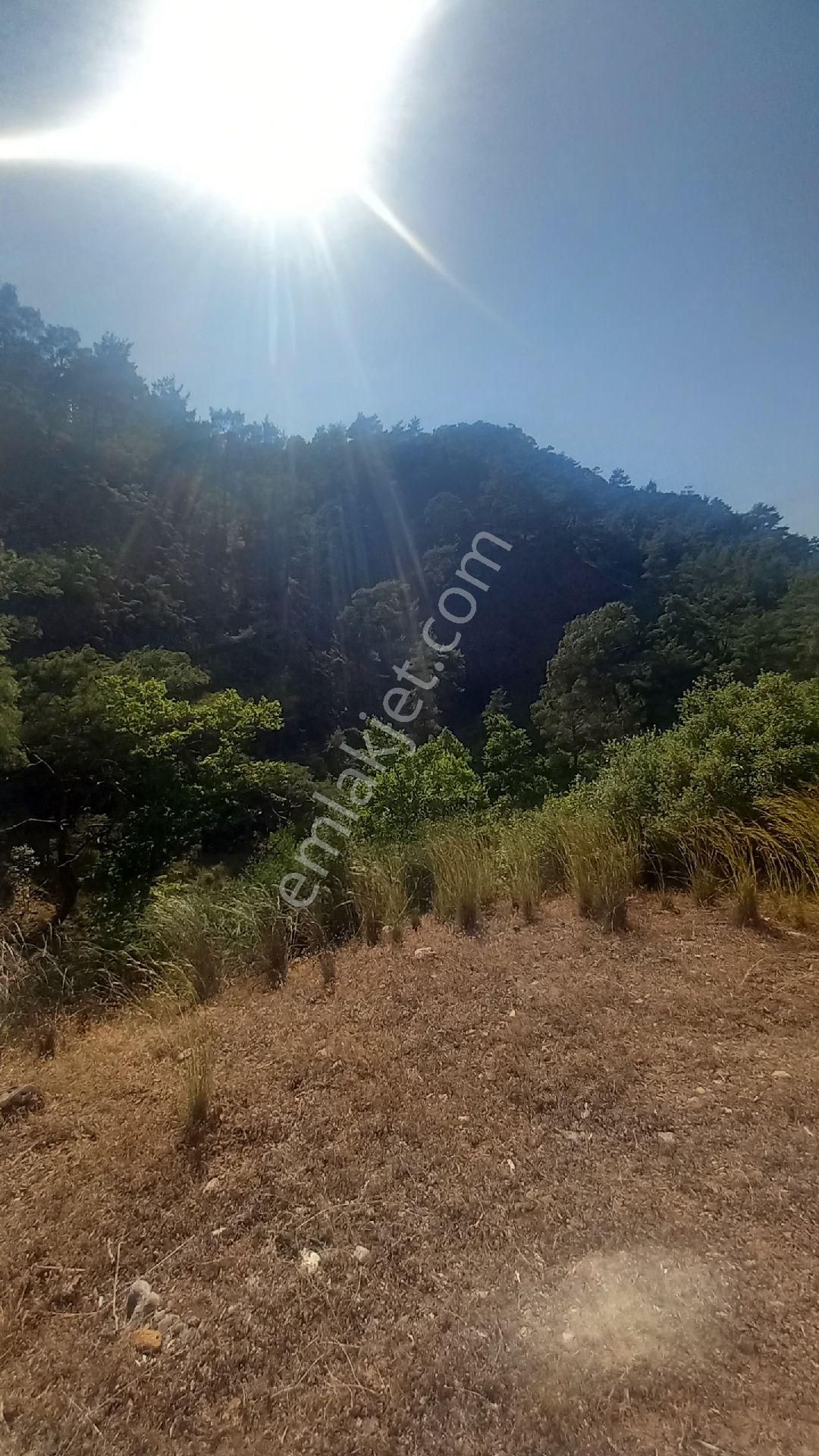 Muğla Köyceğiz De Satılık Tarla