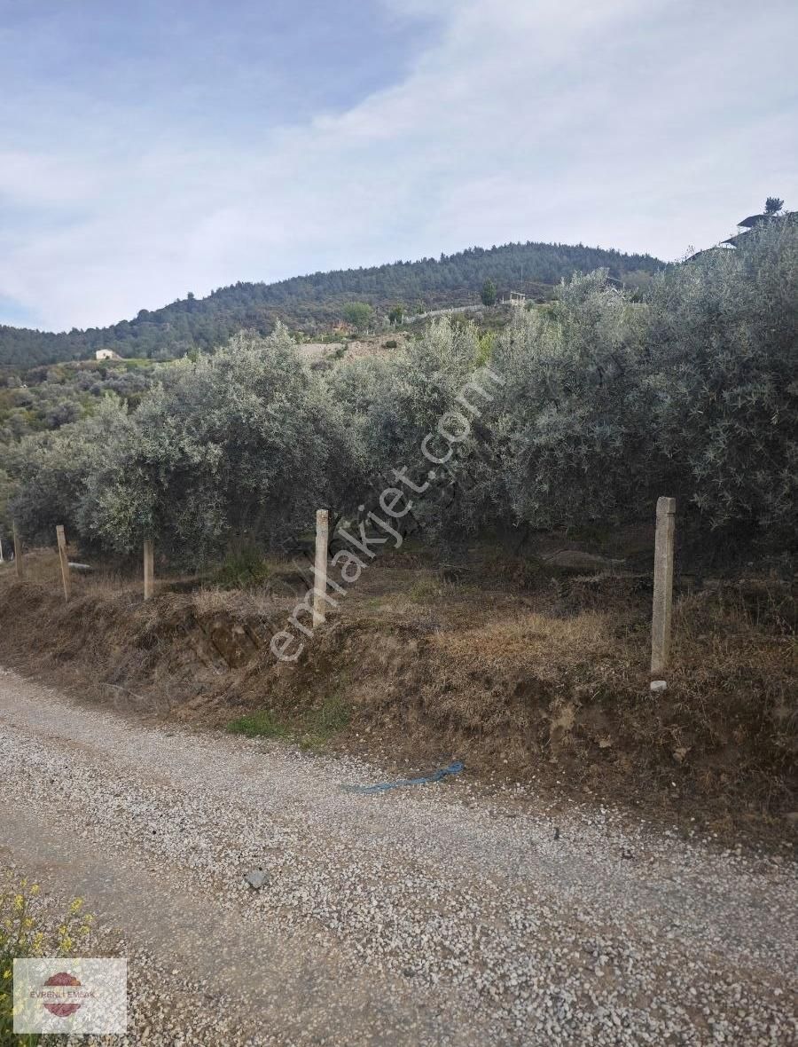 Alaşehir Bahce Arasında Satılık Zeytinlik