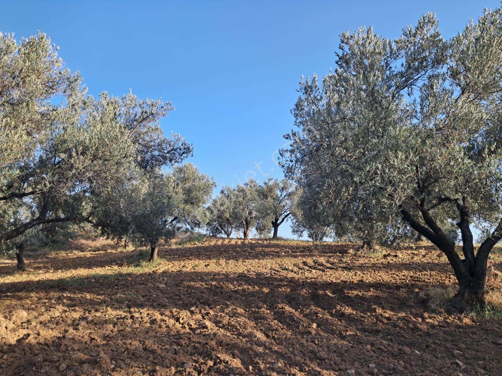 Satılık Zeytinlik