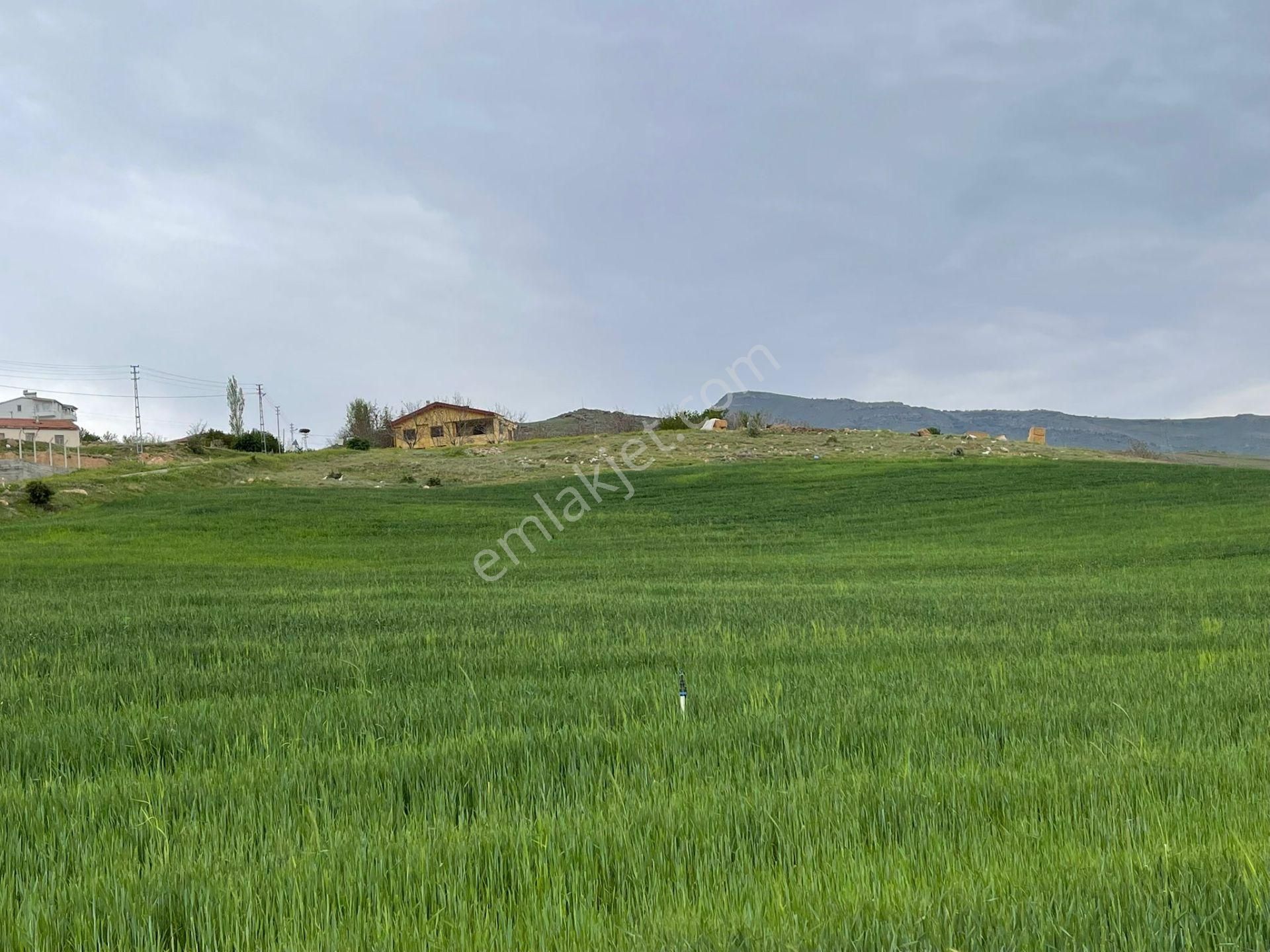 Develi, Tombak Köyü , Erciyes Manzaralı Tarla