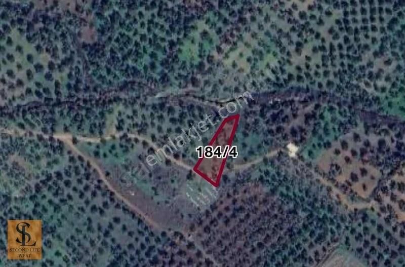 Burhaniye Kızıklı'da Satılık Zeytinlik