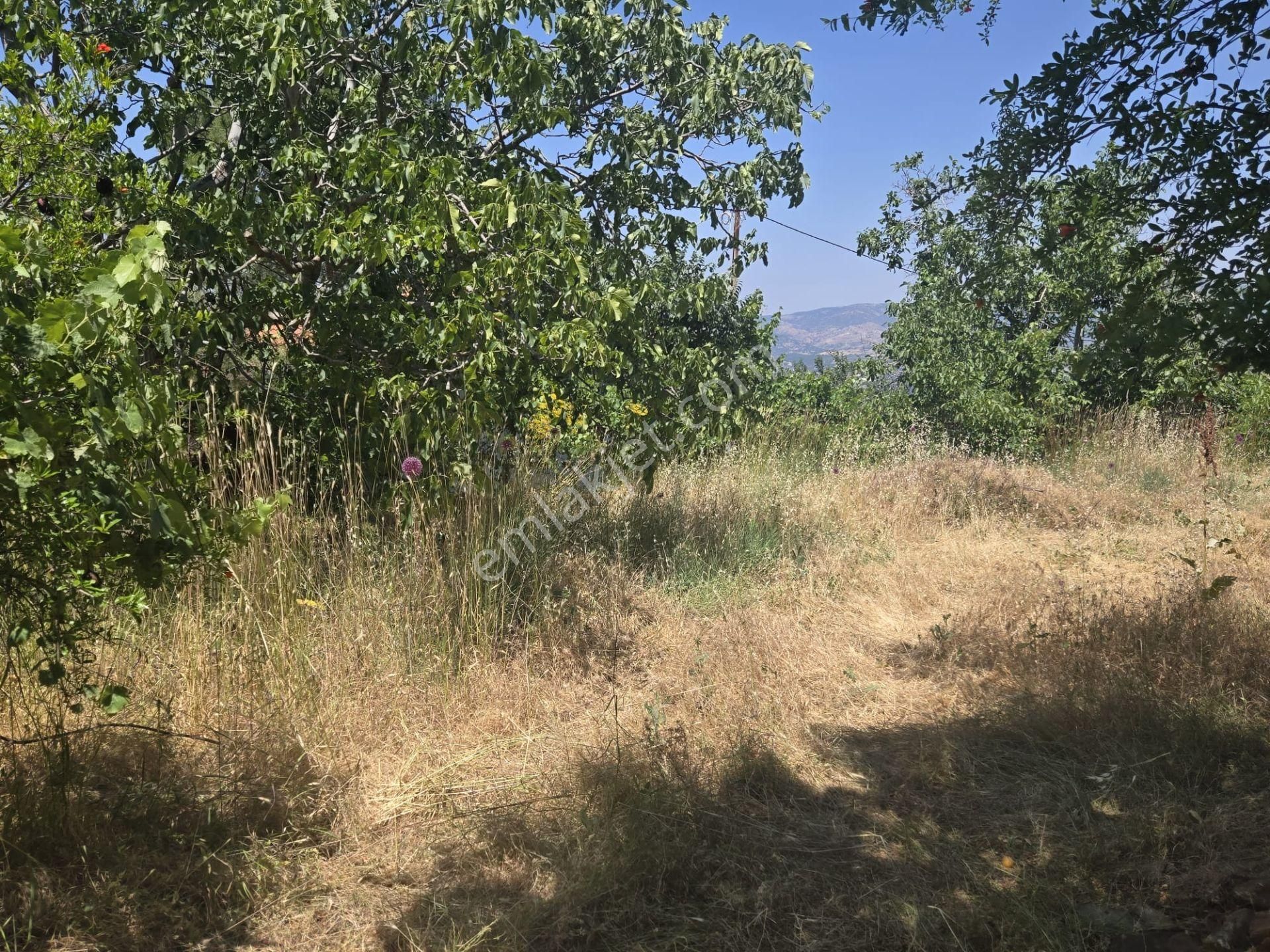 Aydın Nazilli Yöntem Emlaktan Karacasu Büyükdağlı Mahallesinde Satılık Müstakil Ev Ve Zeytin Bahçesi - Görsel 9