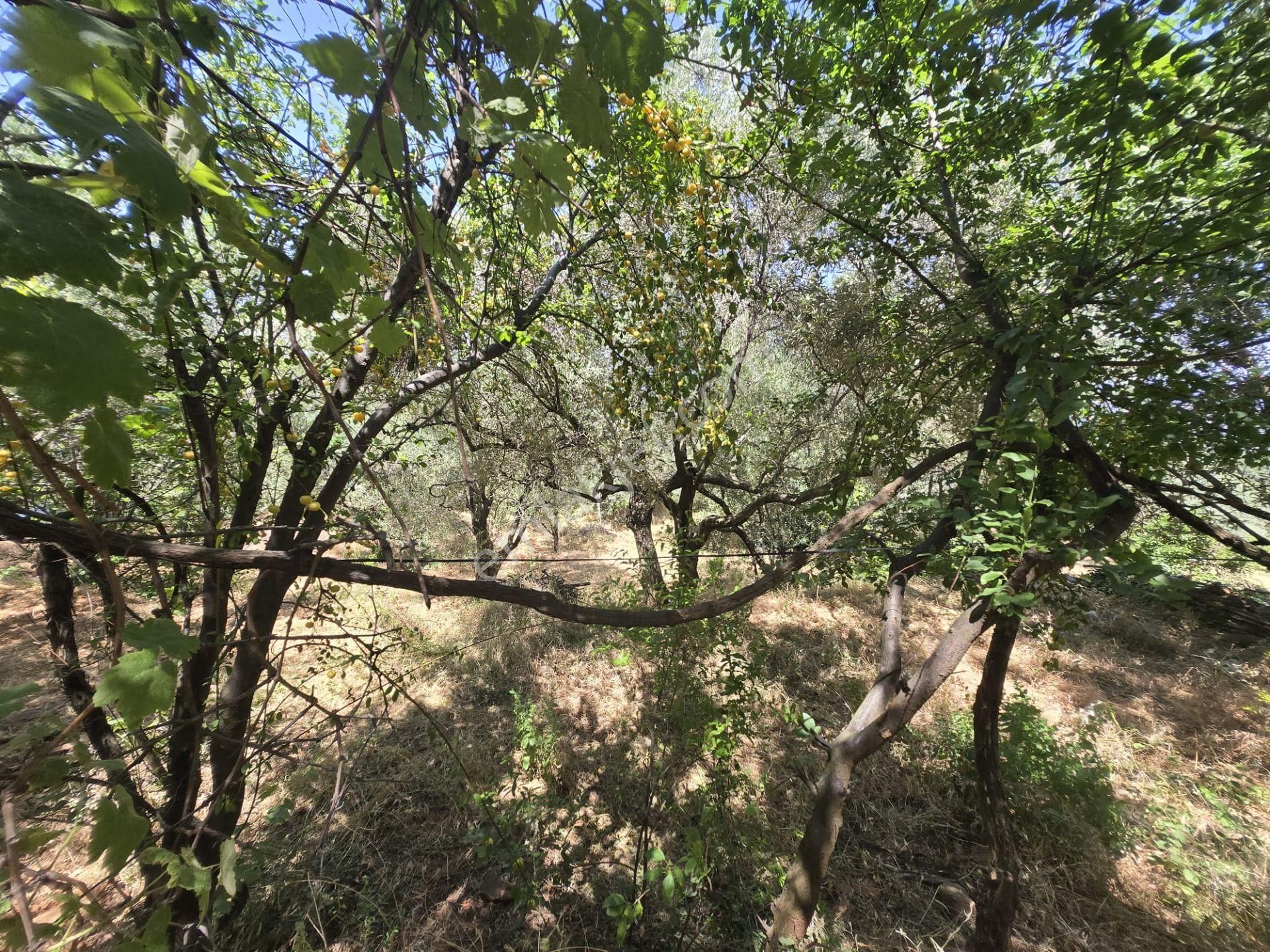 Aydın Nazilli Yöntem Emlaktan Karacasu Büyükdağlı Mahallesinde Satılık Müstakil Ev Ve Zeytin Bahçesi - Görsel 18