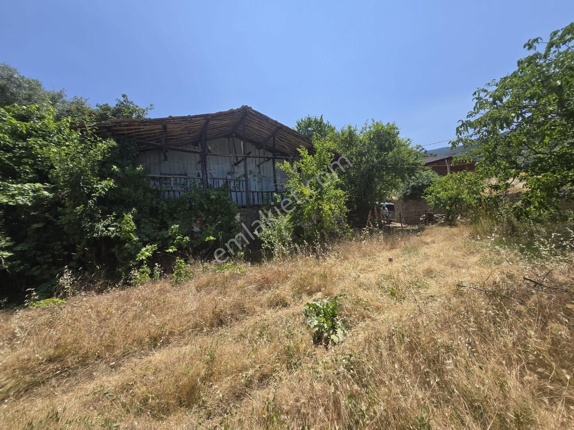 Aydın Nazilli Yöntem Emlaktan Karacasu Büyükdağlı Mahallesinde Satılık Müstakil Ev Ve Zeytin Bahçesi - Görsel 14