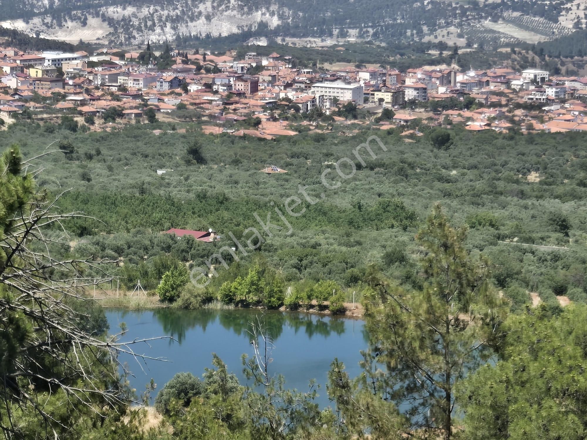 Aydın Nazilli Yöntem Emlak Karacasu Büyükdağlı Mahallesinde Yerleşim Yerine Yakın Satılık Zeytinlik