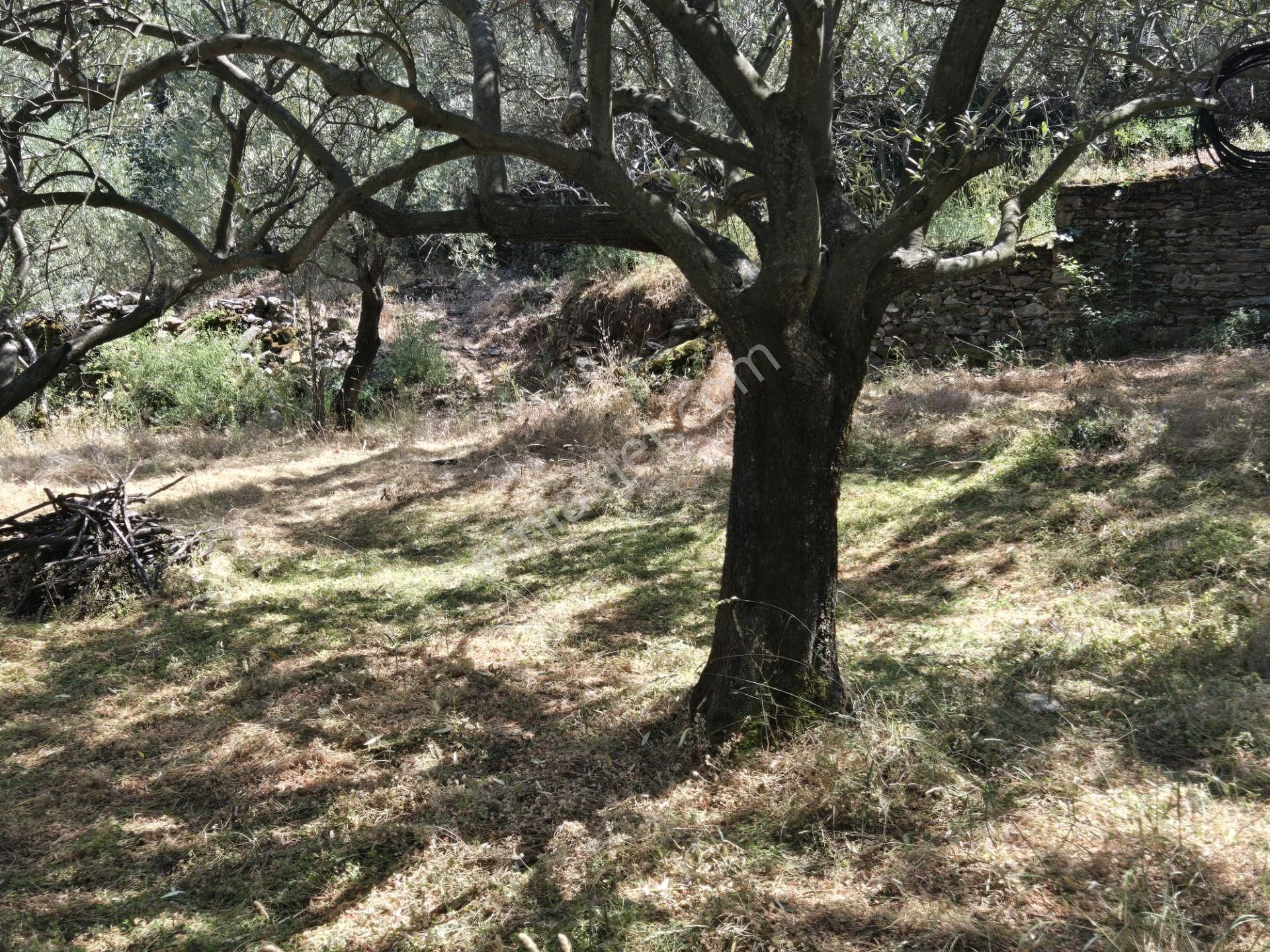 Aydın Nazilli Yöntem Emlaktan Karacasu Büyükdağlı Mahallesinde Satılık Zeytin Bahçesi