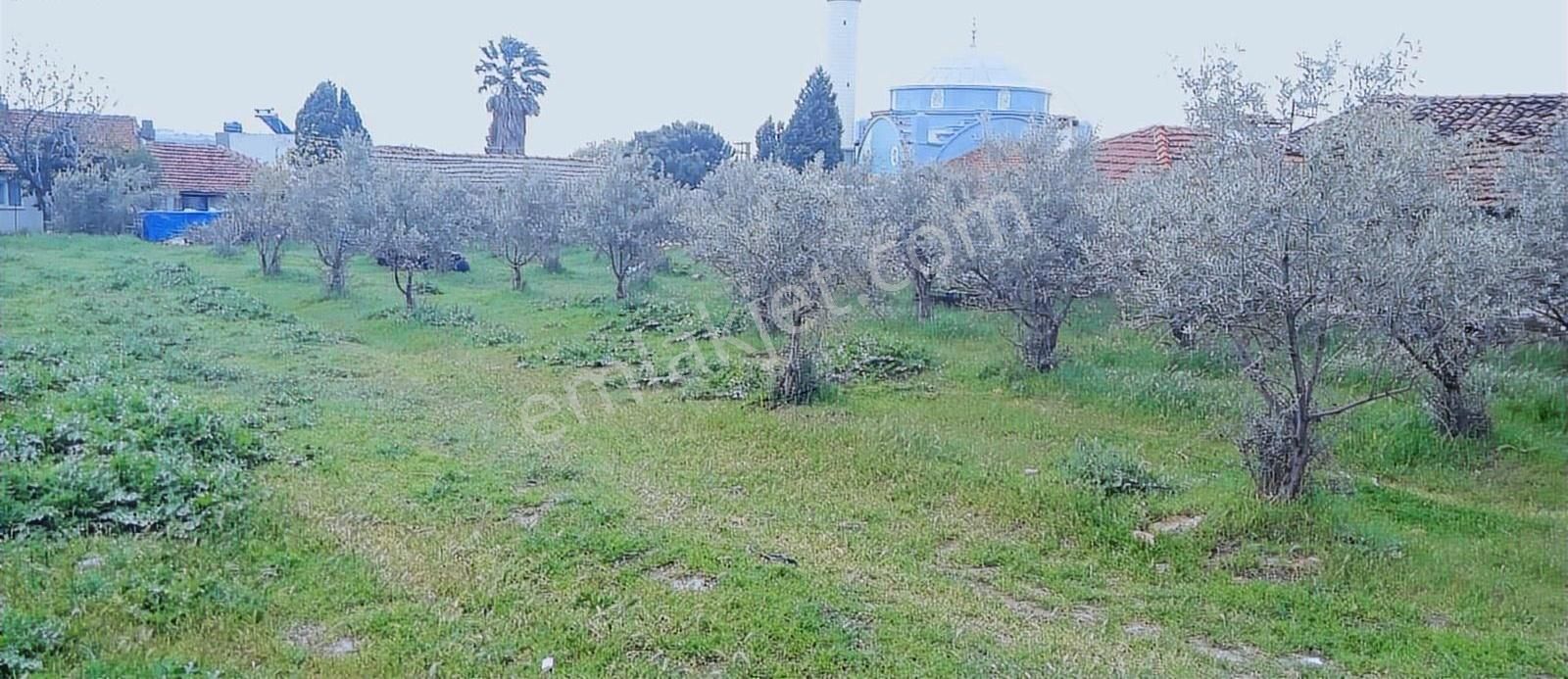 3 Kat Konut İmarlı 673 M² Suyu Ve Zeytinleri Olan Arsa