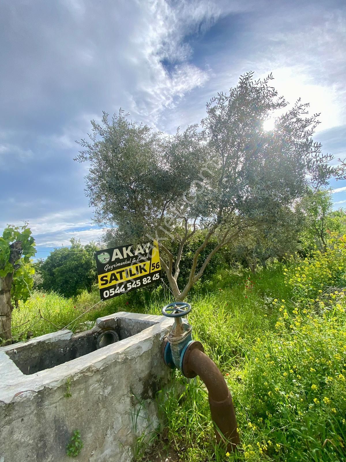 Sultanhisar Da Satılık Meyve Bahçesi - Görsel 8