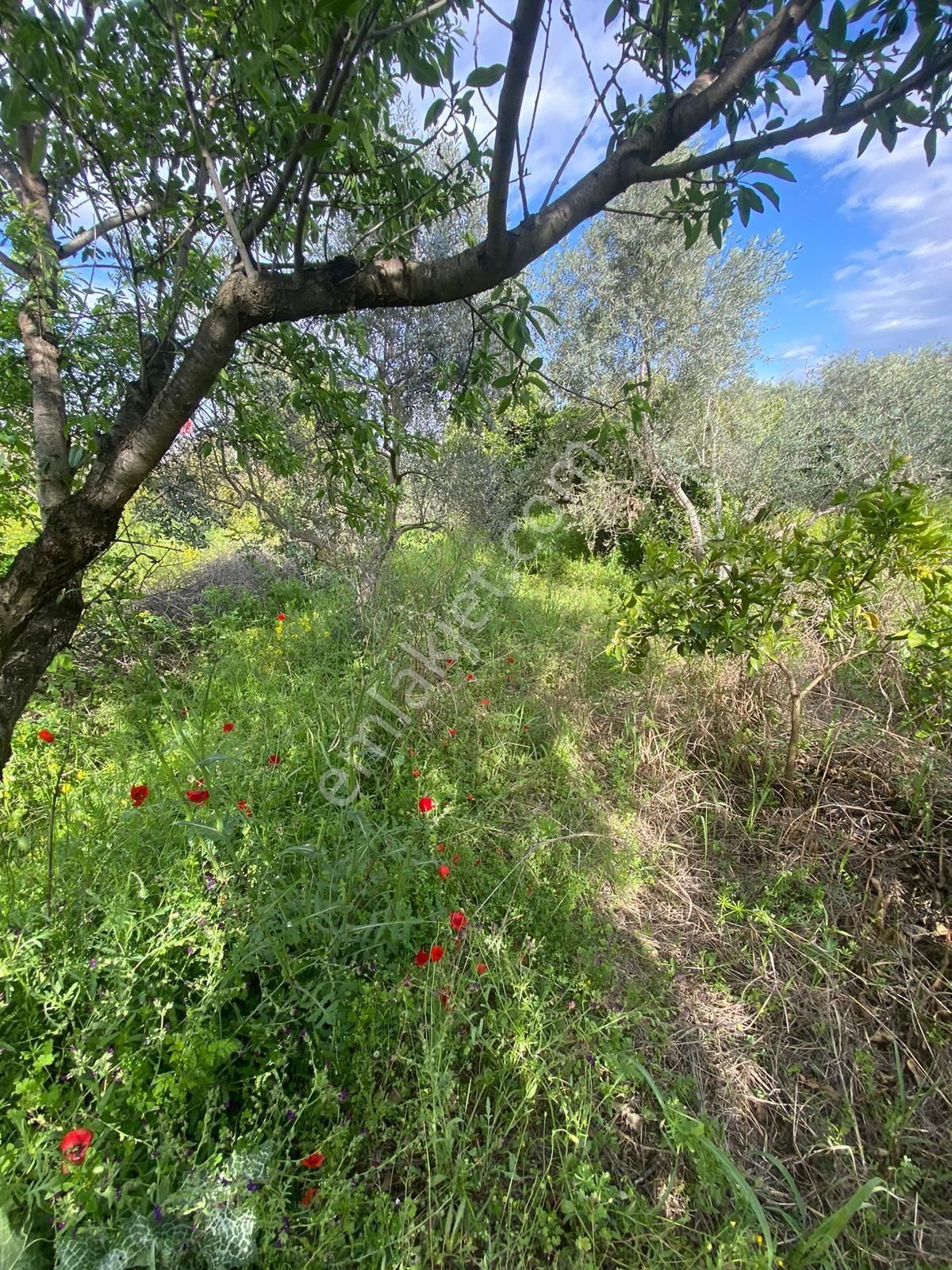 Sultanhisar Da Satılık Meyve Bahçesi - Görsel 3