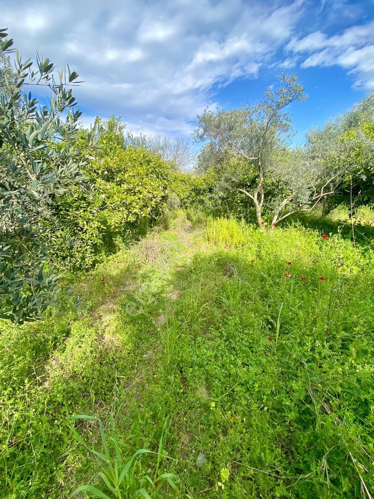 Sultanhisar Da Satılık Meyve Bahçesi - Görsel 5