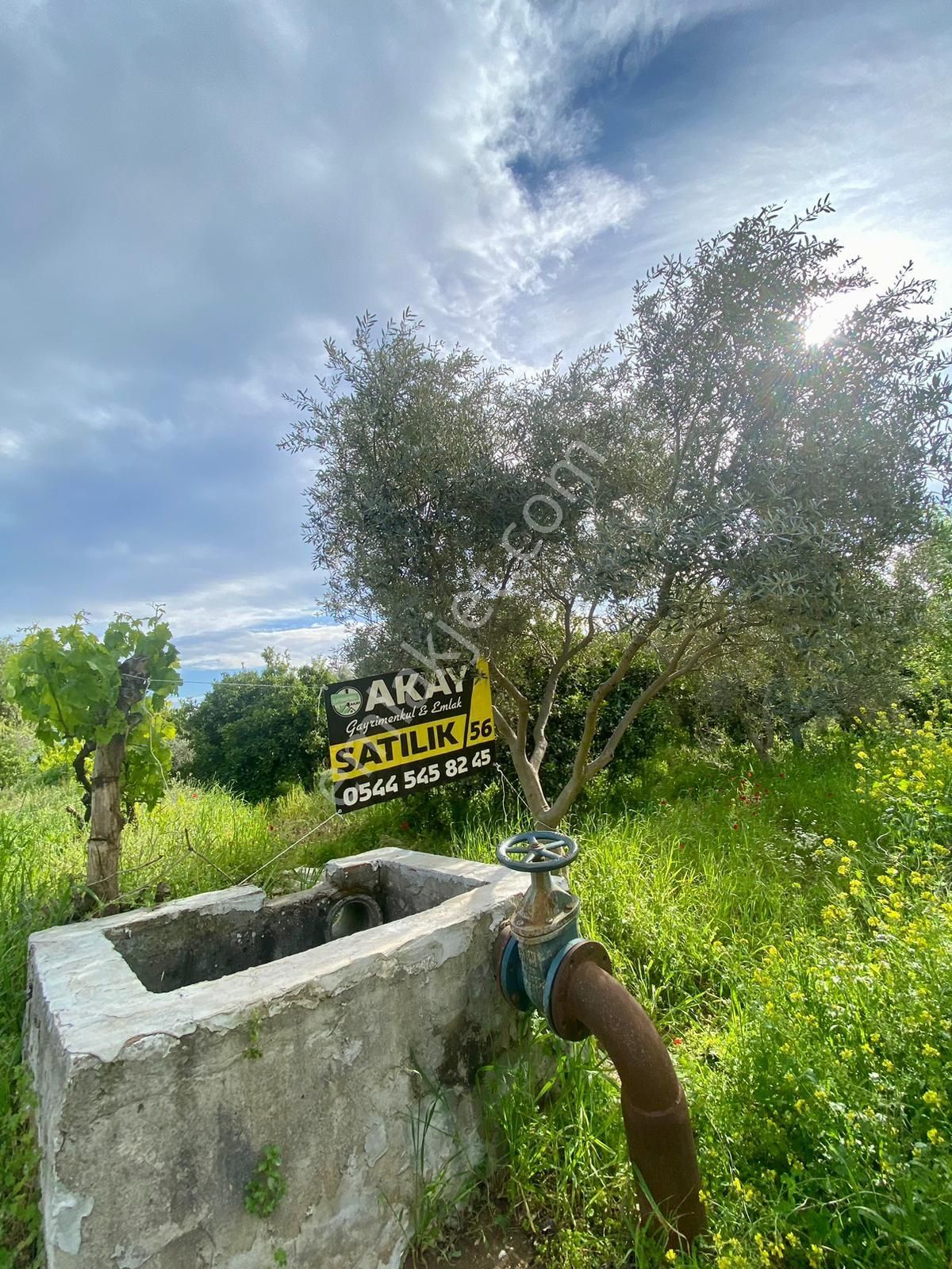 Sultanhisar Da Satılık Meyve Bahçesi - Görsel 7