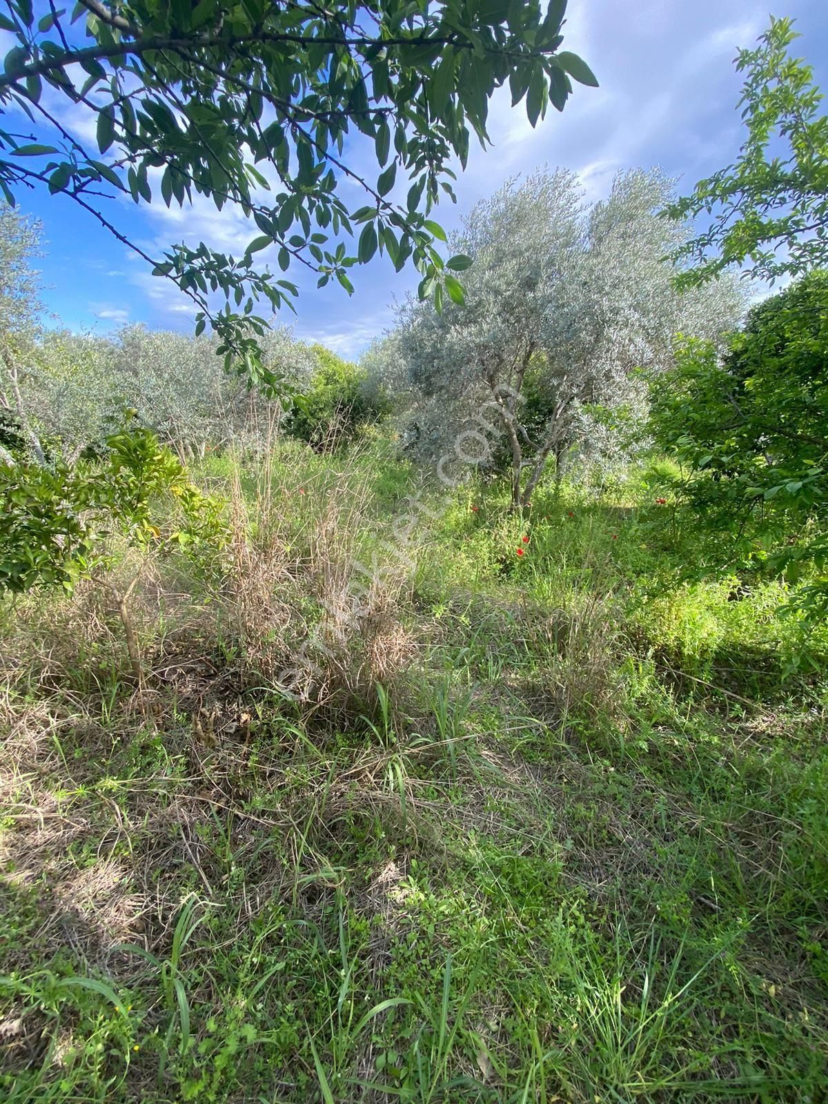 Sultanhisar Da Satılık Meyve Bahçesi - Görsel 4