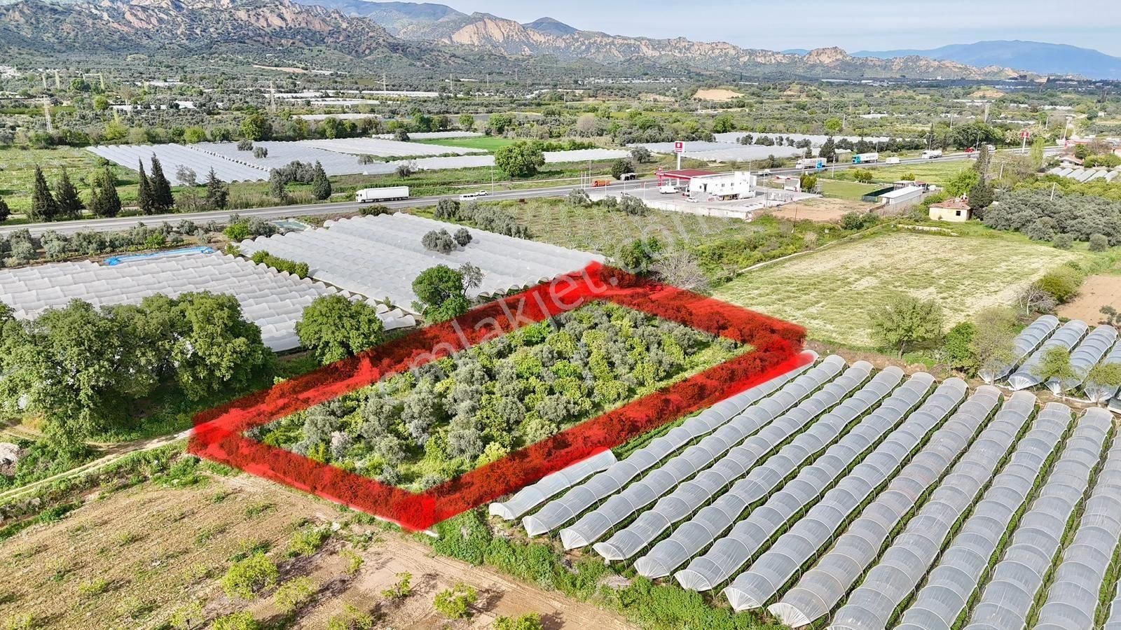 Sultanhisar Da Satılık Meyve Bahçesi - Görsel 9