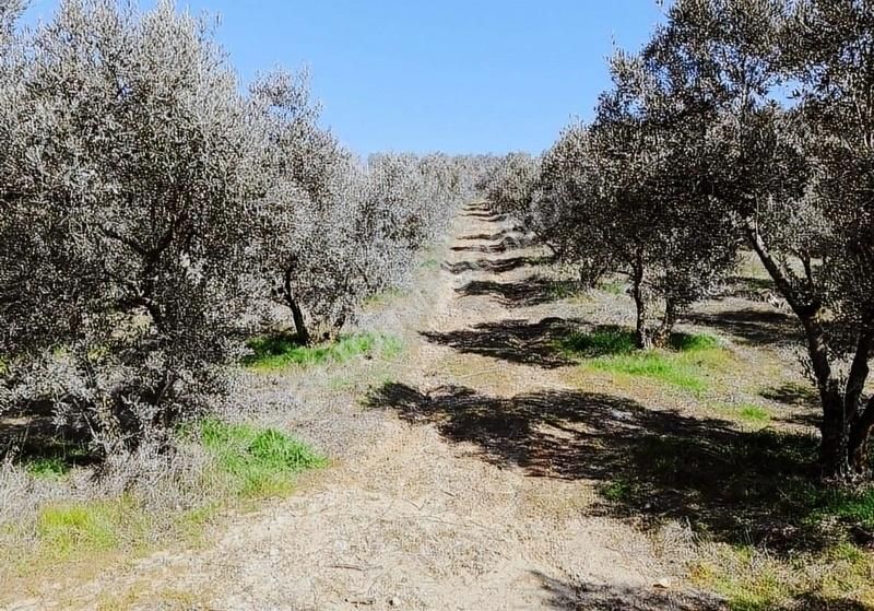 Alaşehir Uluderbent De Müstakil Tapulu Satılık Zeytin Bahçesi