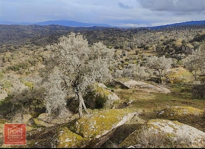 Aydın Karpuzlu'da Satılık 3,5 Dönüm Zeytinlik