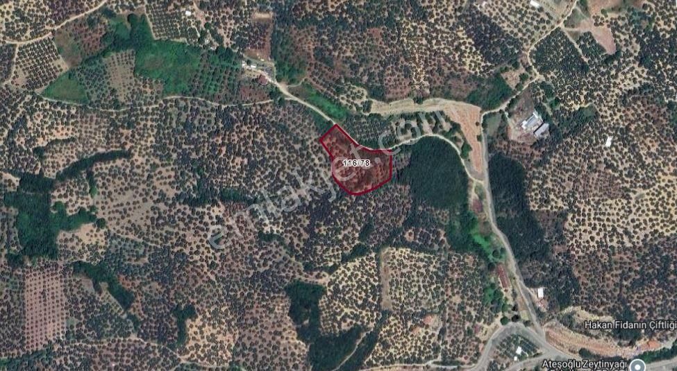 Turyap City'den Tirilye'de Deniz Manzaralı Zeytinlik - Görsel 3