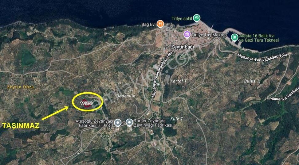 Turyap City'den Tirilye'de Deniz Manzaralı Zeytinlik - Görsel 2