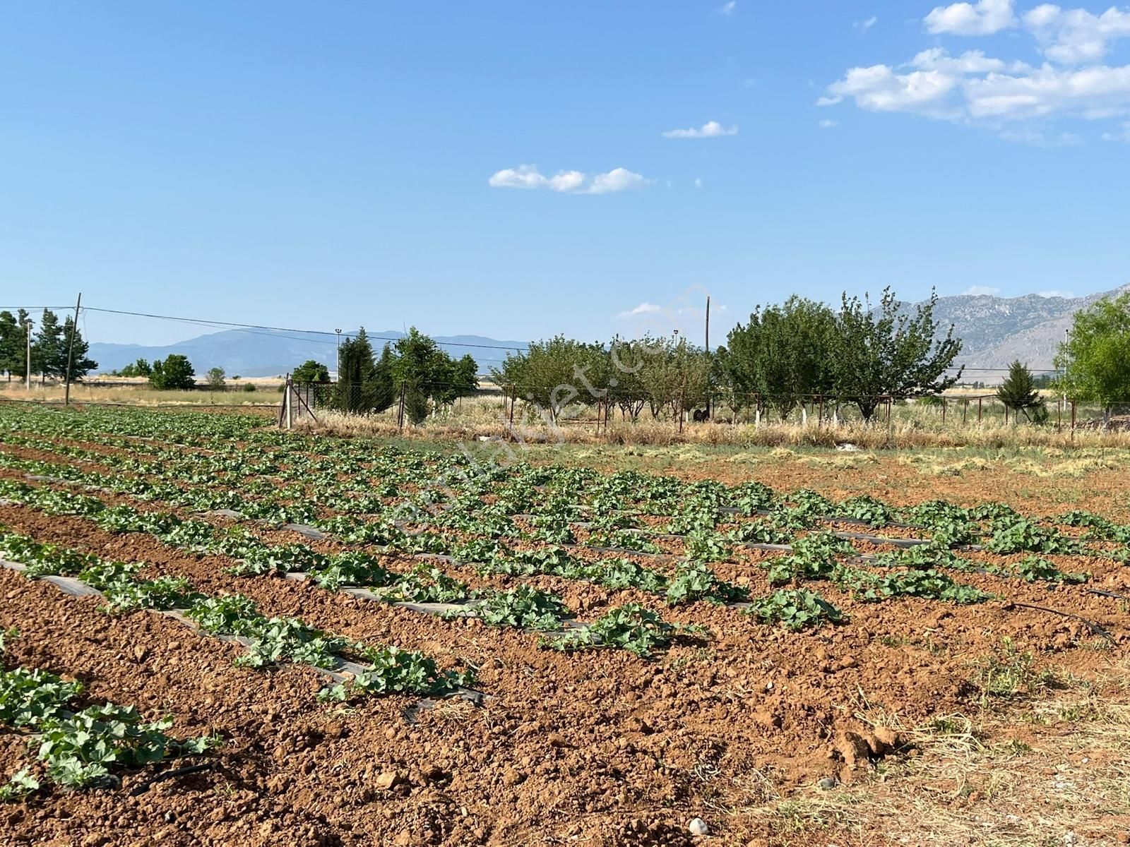 Verimli Topraklarda Satılık Tarla