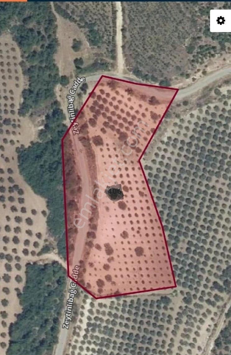 Manisa Akhisar Zeytin Libağ Köy Satılık 12.600dönüm Zeytinlik 3.000.000tl