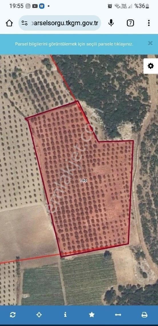 Manisa Akhisar Topluca Mah. Satılık 16.100m² Dömüm Zeytinlik