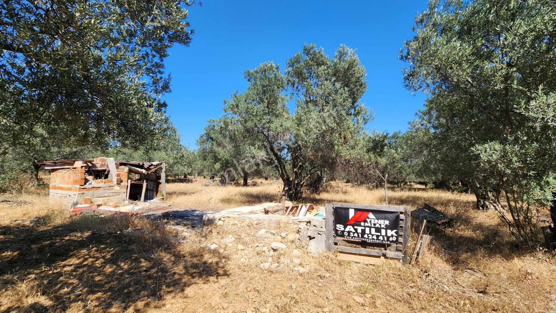 Akçay Canyapı Arkası Kocakır Mevkii Altı 1195m2 Fırsat Zeytinlik