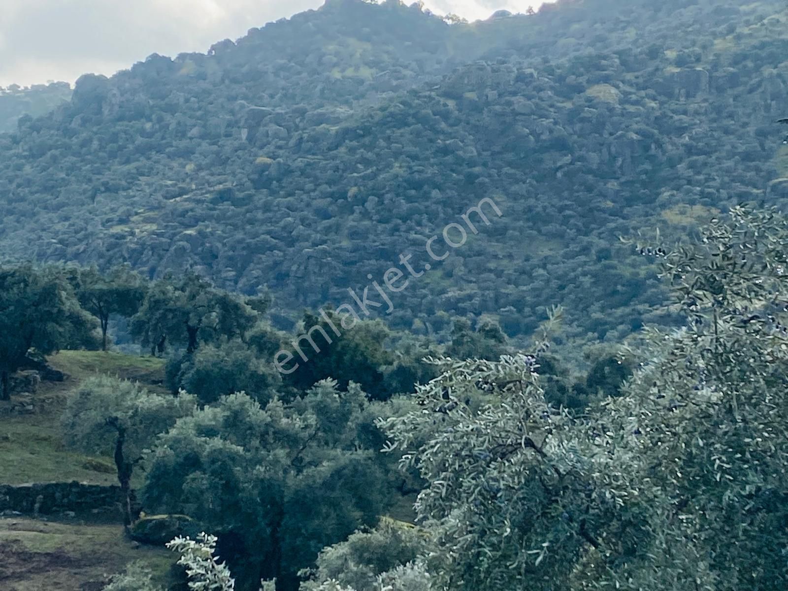 Satılık Zeytinlik