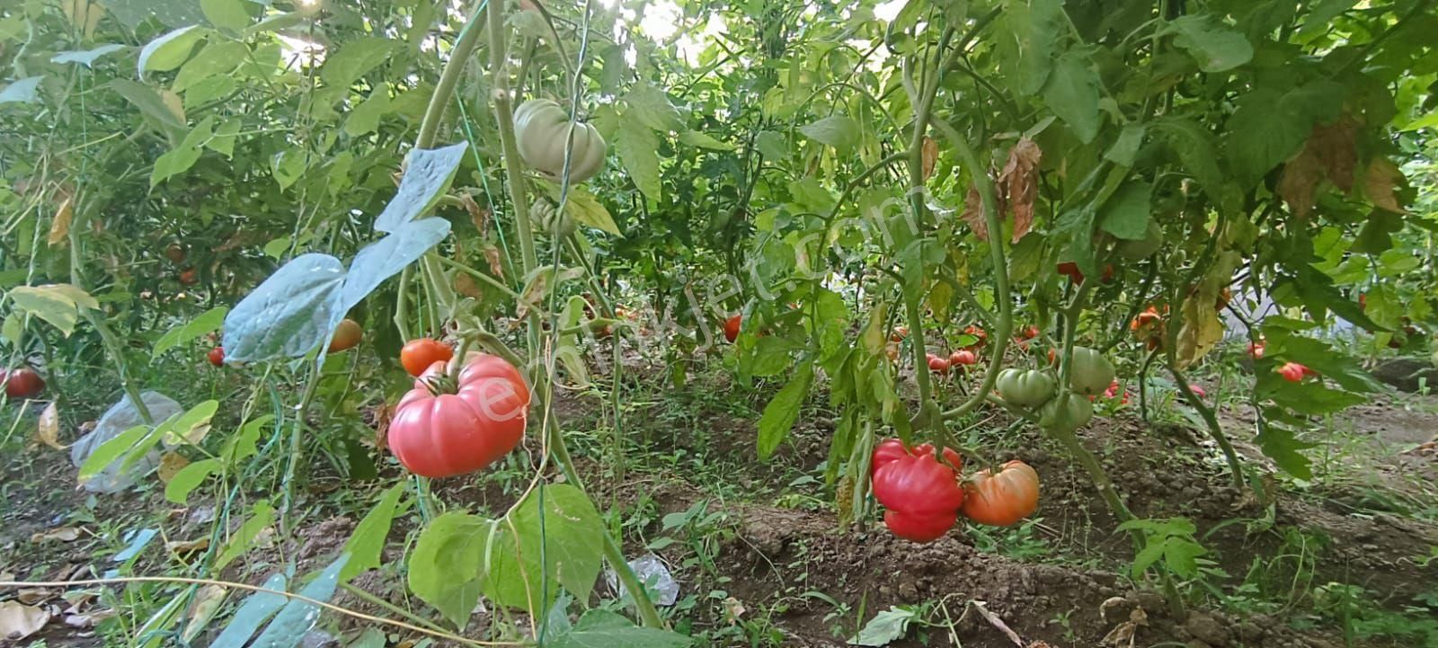Aydın Nazilli Atabey Emlaktan Satılık Daire