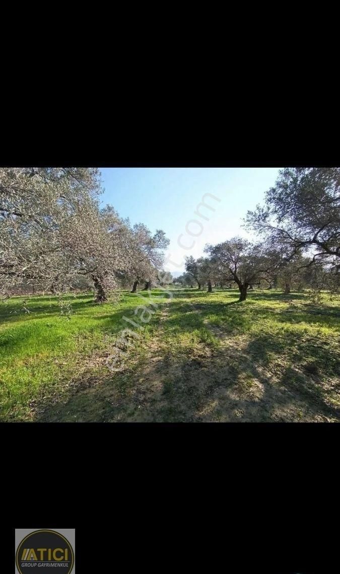Aydın Kuşadası Kirazlı Mevkii Satılık Tarla